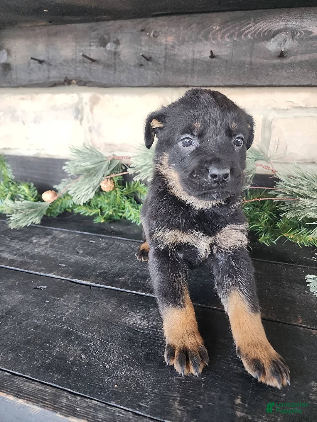 Mixed Breed dogs for sale: Rhonda  - Ad 6