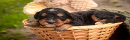 Mini Bernedoodle dogs for sale: Apple F1 Mini Bernedoodle  - Ad 5