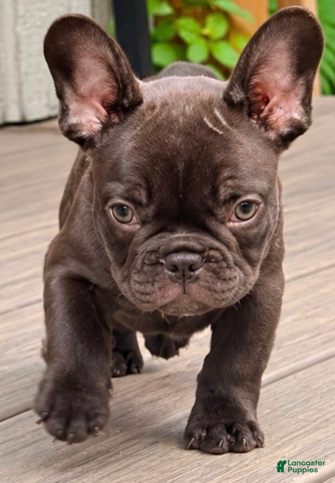 French Bulldog dogs for sale: Solid Chocolate Boy - Ad 1