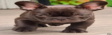 Solid Chocolate Boy