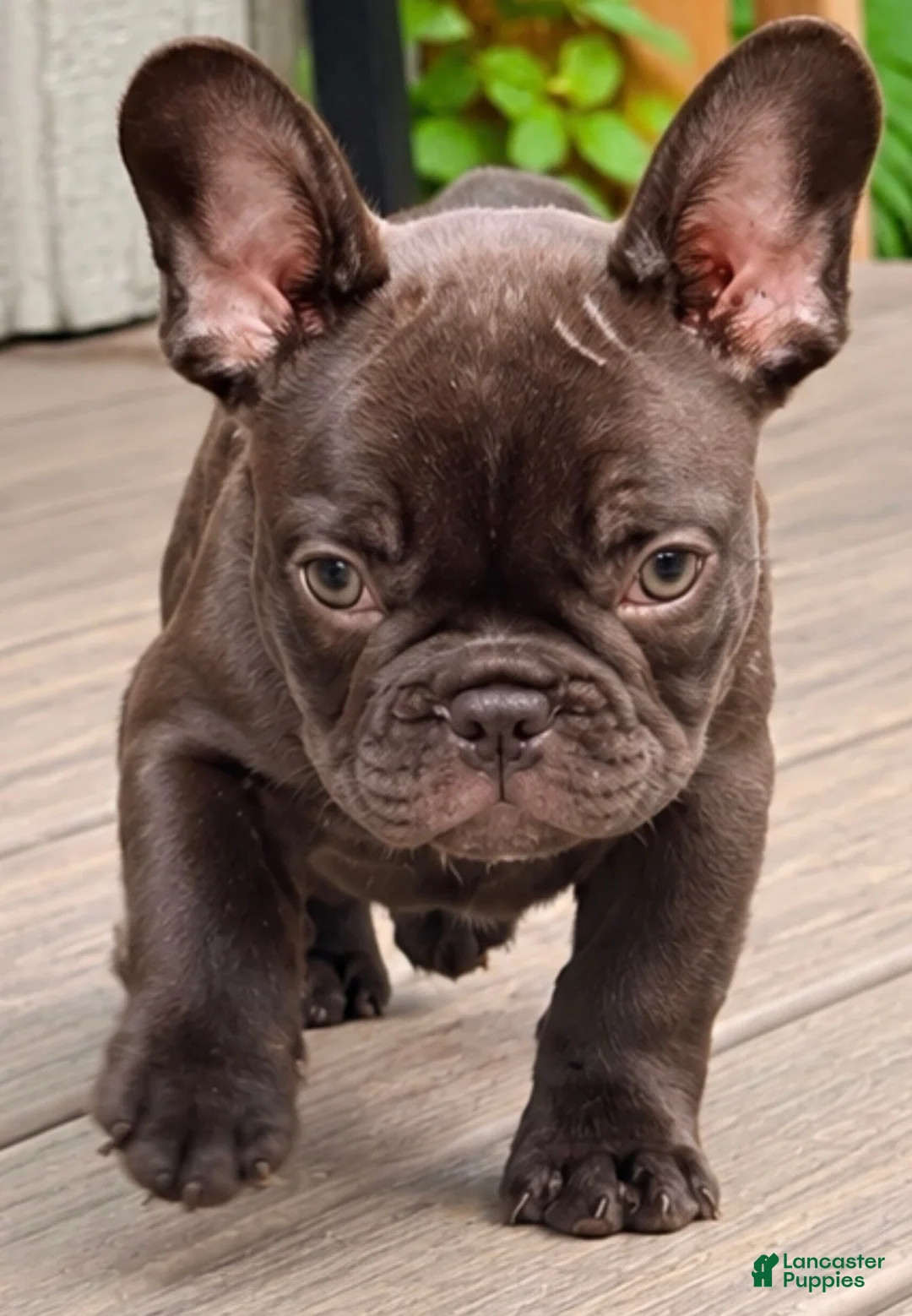 French Bulldog dogs for sale: Solid Chocolate Boy - Ad 1