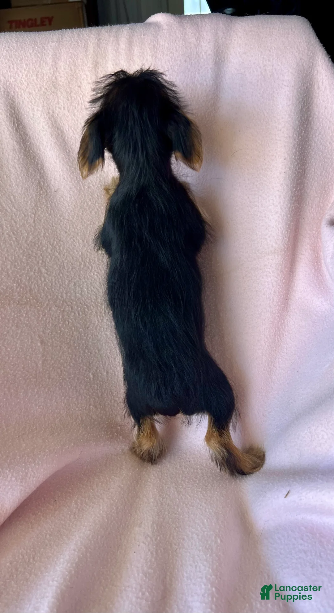 Yorkshire Terrier dogs for sale: Debbie - Girl - Ad 7