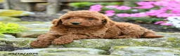 Miniature Poodle dogs for sale: Andy - Ad 4