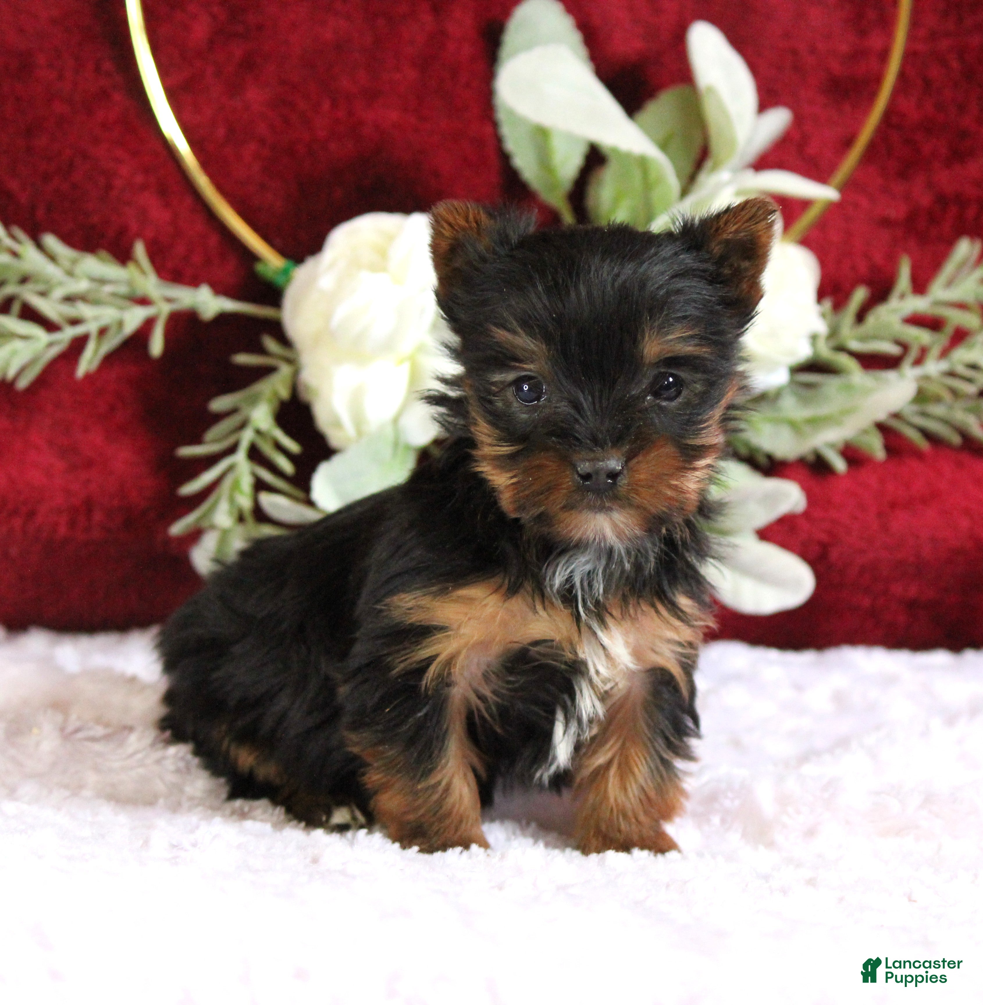 Yorkshire Terrier dogs Dakota - Ad 26