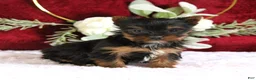 Yorkshire Terrier dogs for sale: Dakota - Ad 1