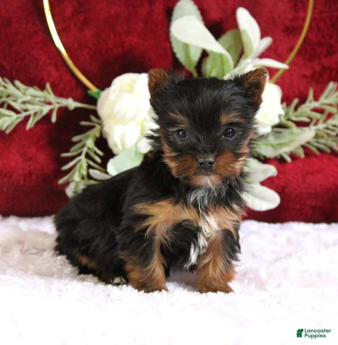 Yorkshire Terrier dogs for sale: Dakota - Ad 1