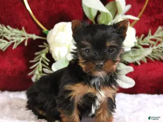 Yorkshire Terrier dogs Dakota - Ad 26