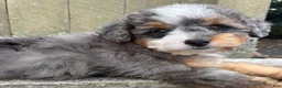 Mini Bernedoodle dogs for sale: 💙IN BOSTON MASSACHUSETTS AREA💙TINY BLUE MERLE TRI COLOR💙MINI BERNEDOODLE BOY💙 - Ad 7