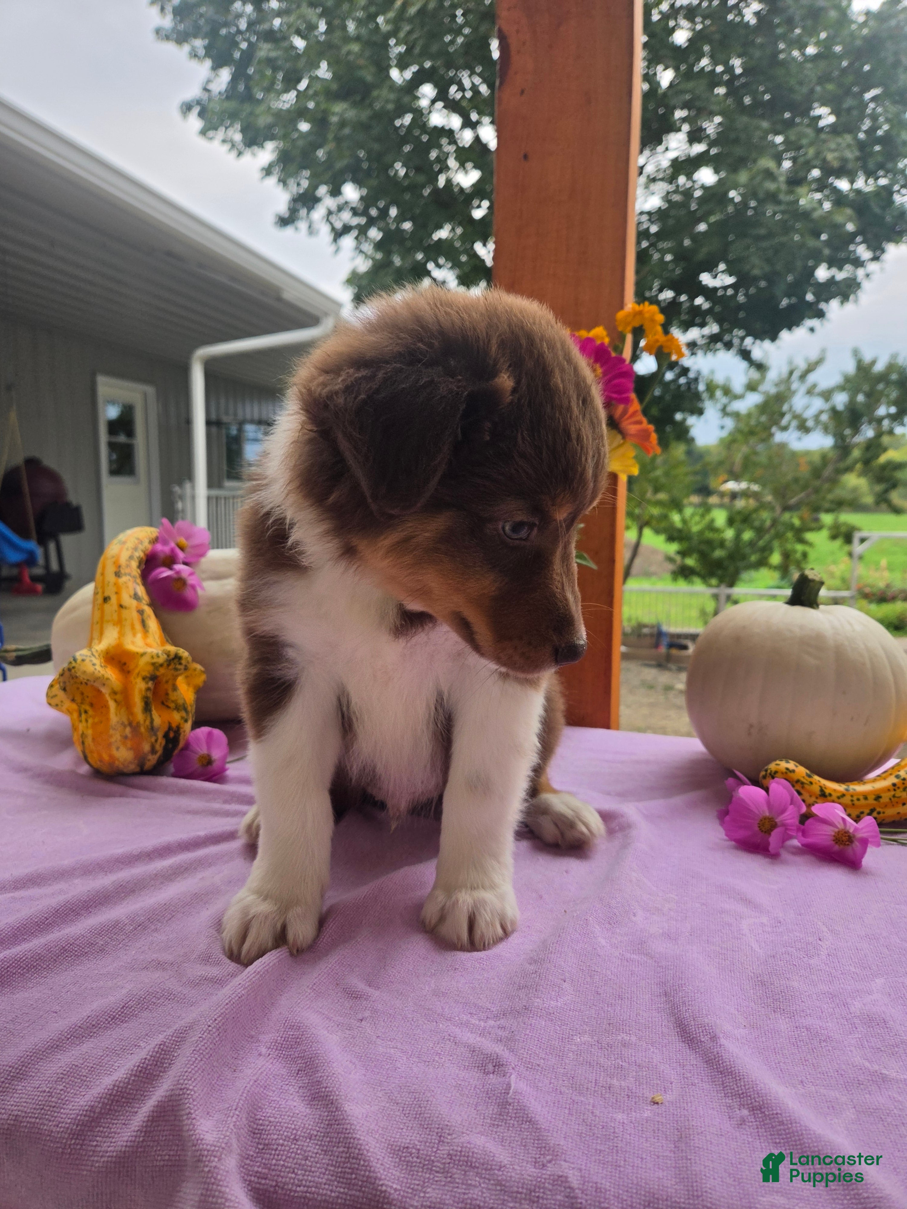 Australian Shepherd dogs Teddy - Ad 2