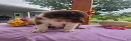 Australian Shepherd dogs for sale: Teddy - Ad 2