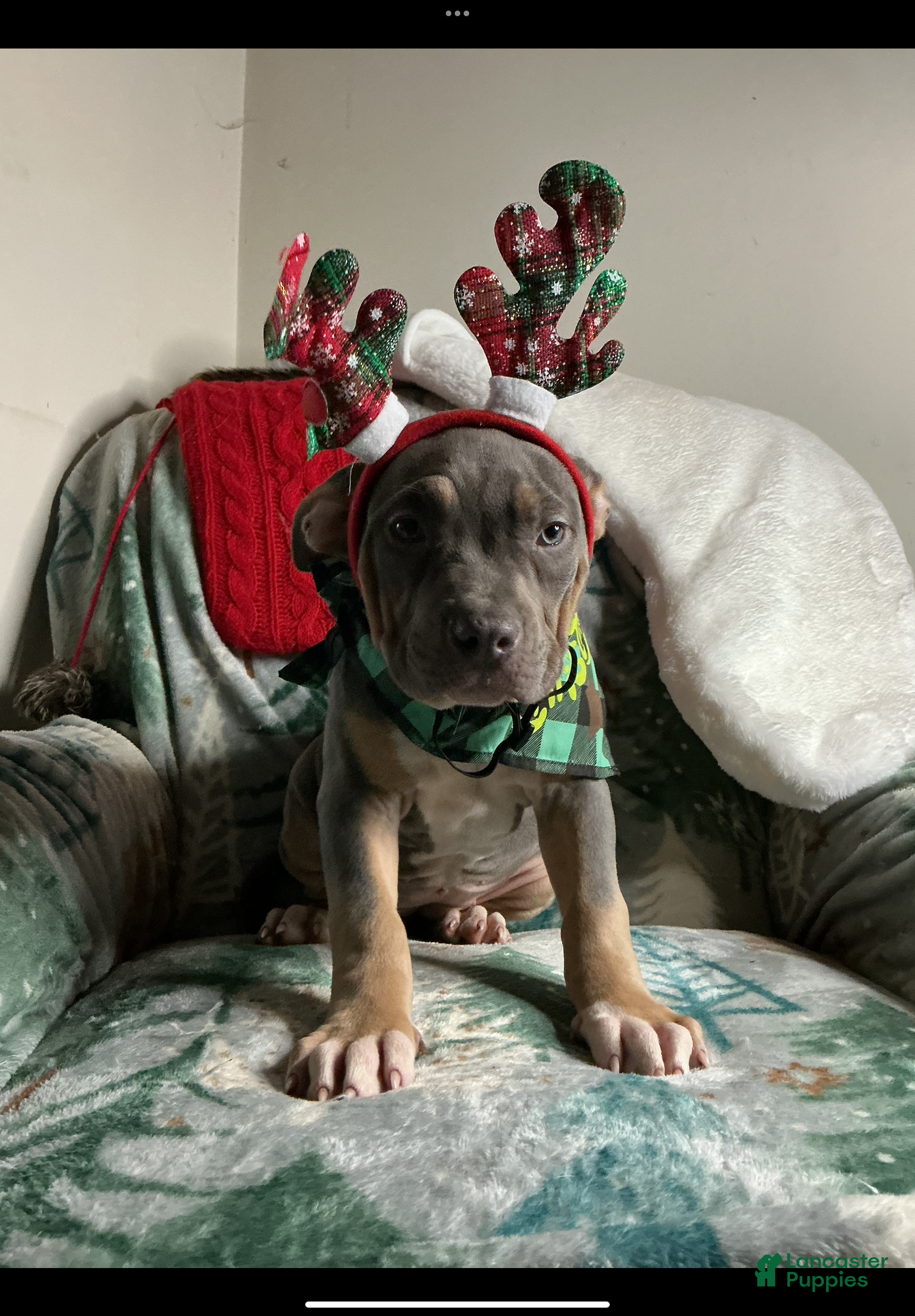 American Bully dogs Ms.Neon - Ad 12