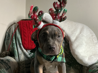 American Bully dogs Ms.Neon - Ad 3