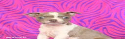 Boston Terrier dogs for sale: Lilac - Ad 5