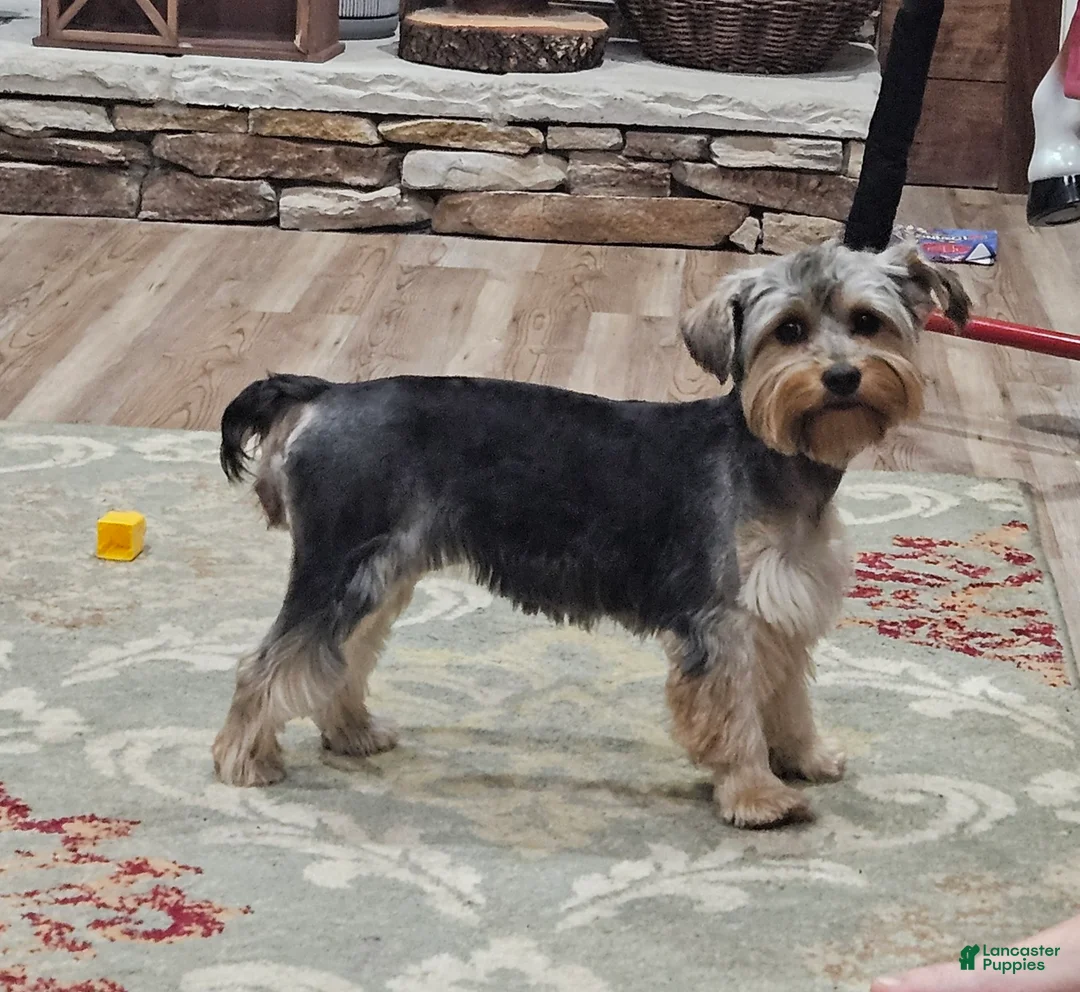 Yorkshire Terrier dogs for sale: Yorkshire Terrier Puppy 1 - Ad 2