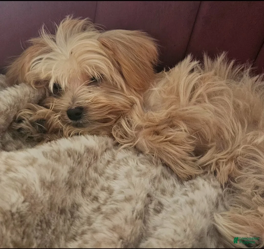Morkie dogs for sale: Lily - Ad 2