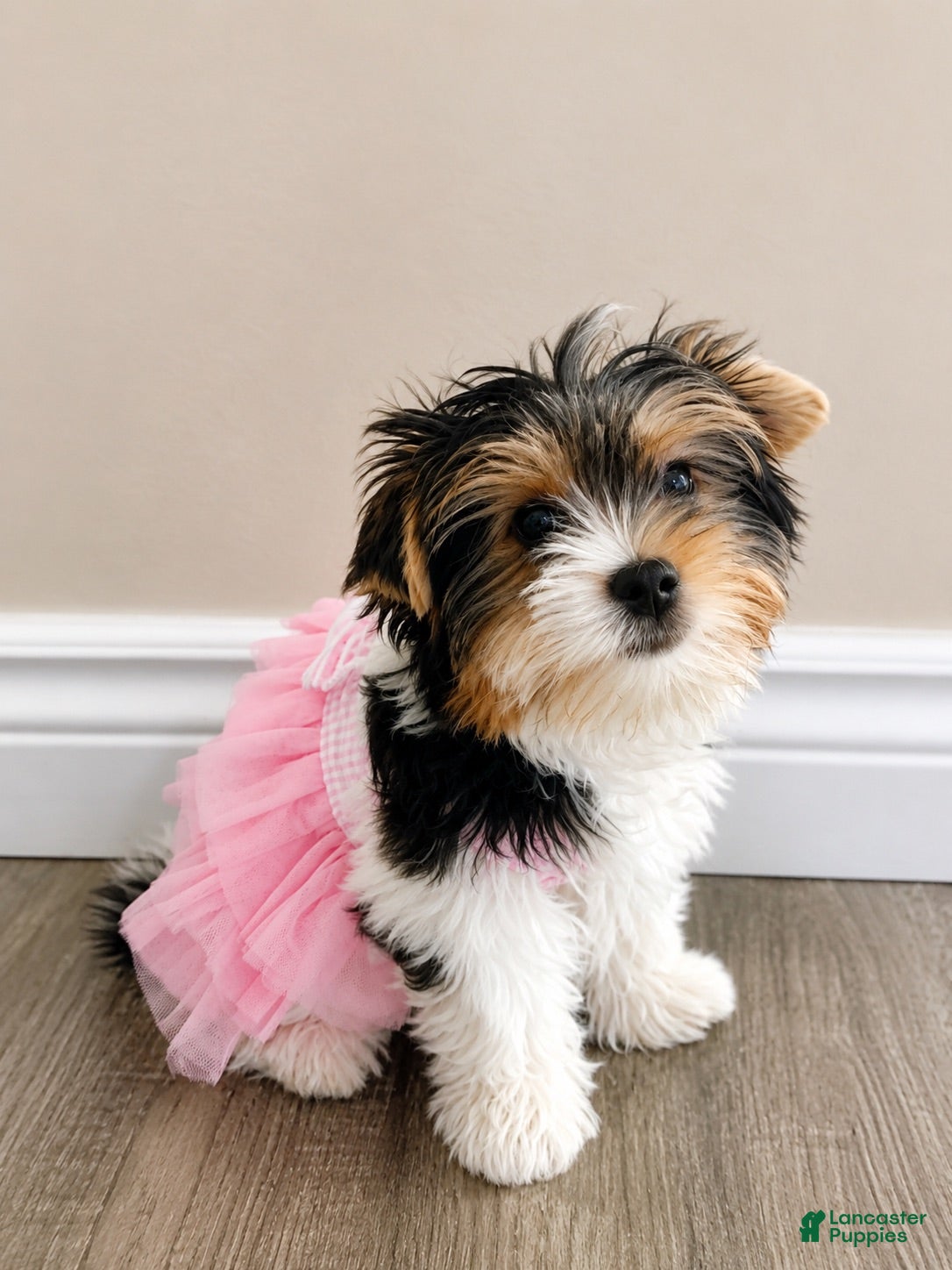 Biewer Terrier dogs Magnolia - Ad 2
