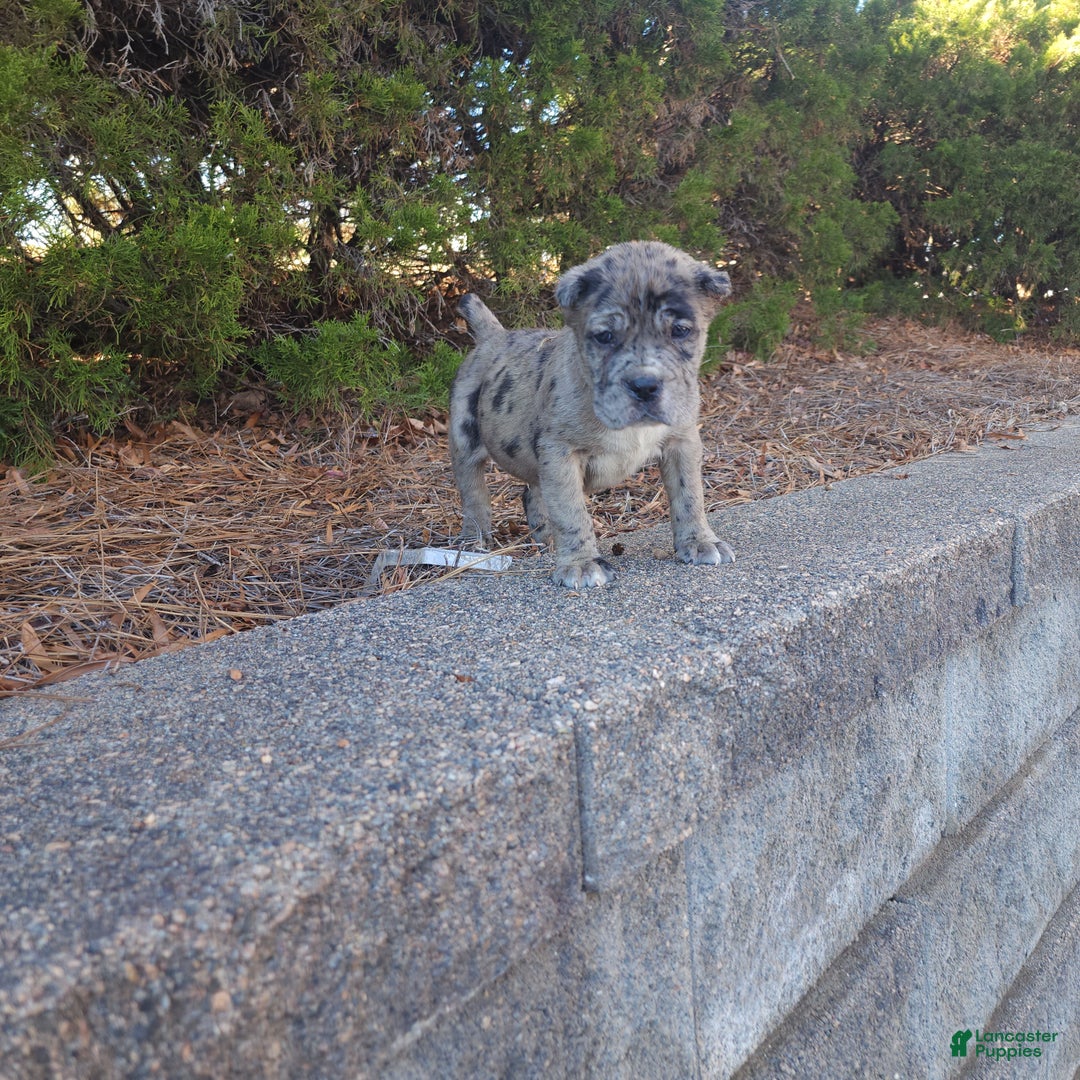 Cane Corso dogs for sale: Puzzle - Ad 3