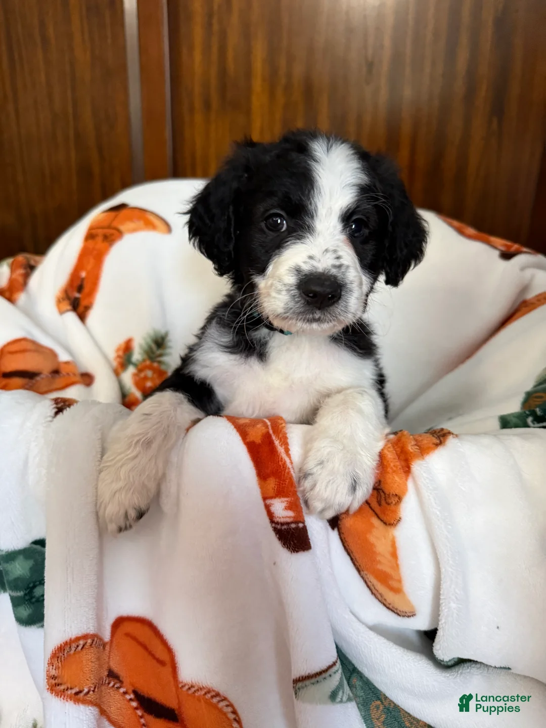 Aussiedoodle dogs for sale: Bluey (Blue) - Ad 1