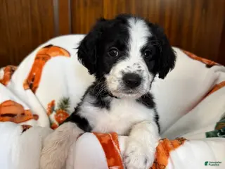 Aussiedoodle dogs Bluey (Blue) - Ad 15