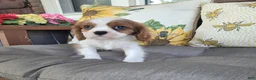 Cavalier King Charles Spaniel dogs for sale: Fredrick - Ad 1