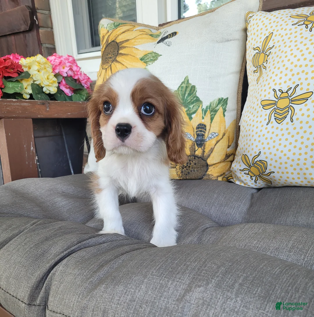 Cavalier King Charles Spaniel dogs for sale: Fredrick - Ad 1