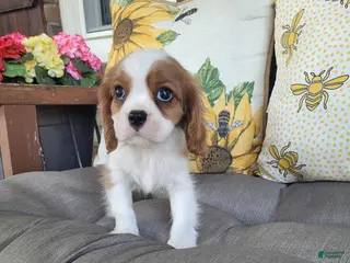 Cavalier King Charles Spaniel dogs Fredrick - Ad 15