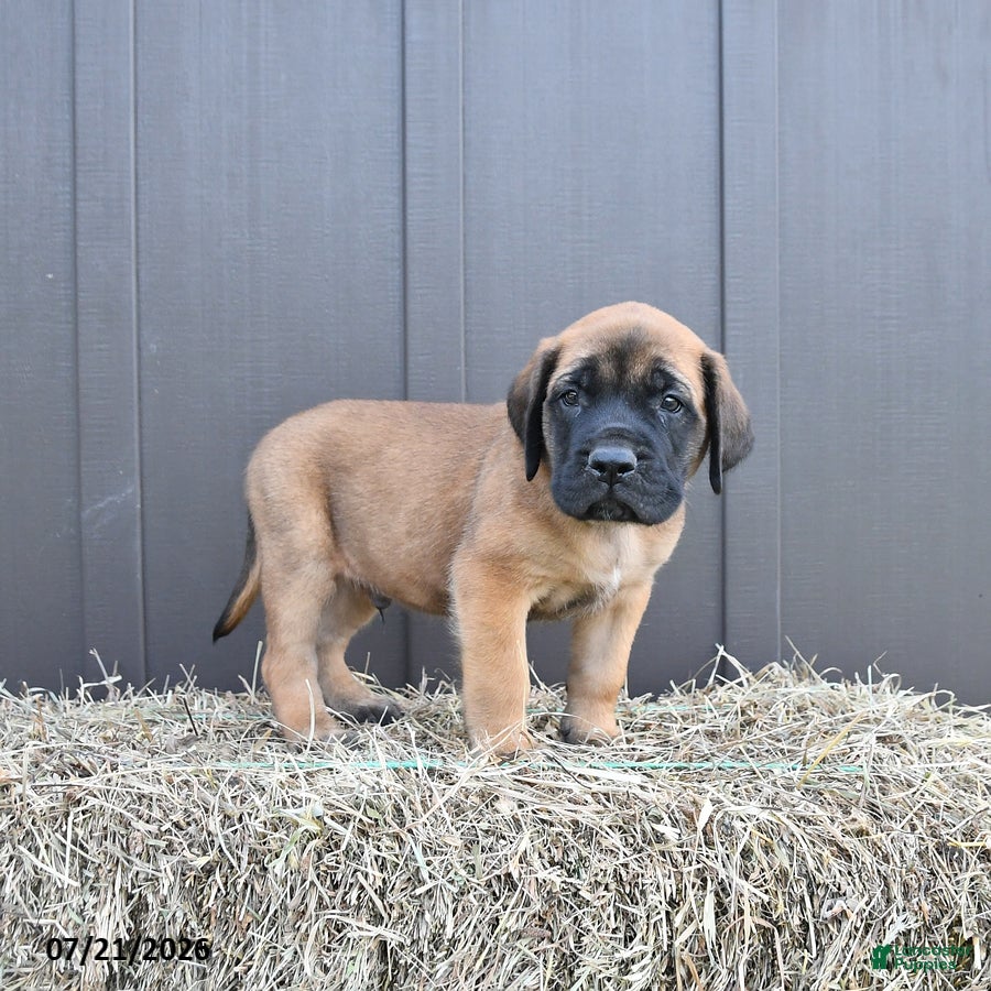English Mastiff dogs Mack  - Ad 2