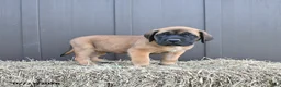 English Mastiff dogs for sale: Mack  - Ad 2
