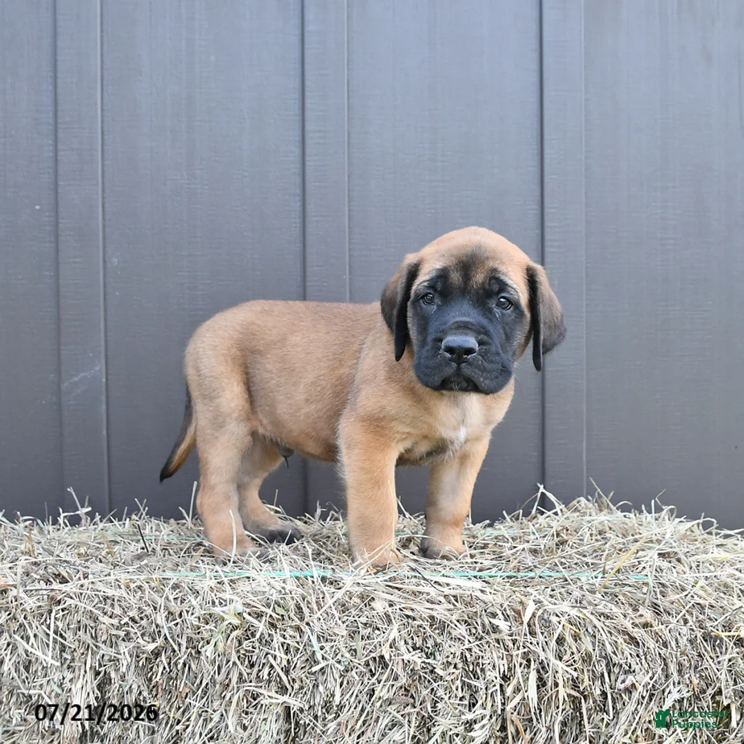 English Mastiff dogs for sale: Mack  - Ad 2
