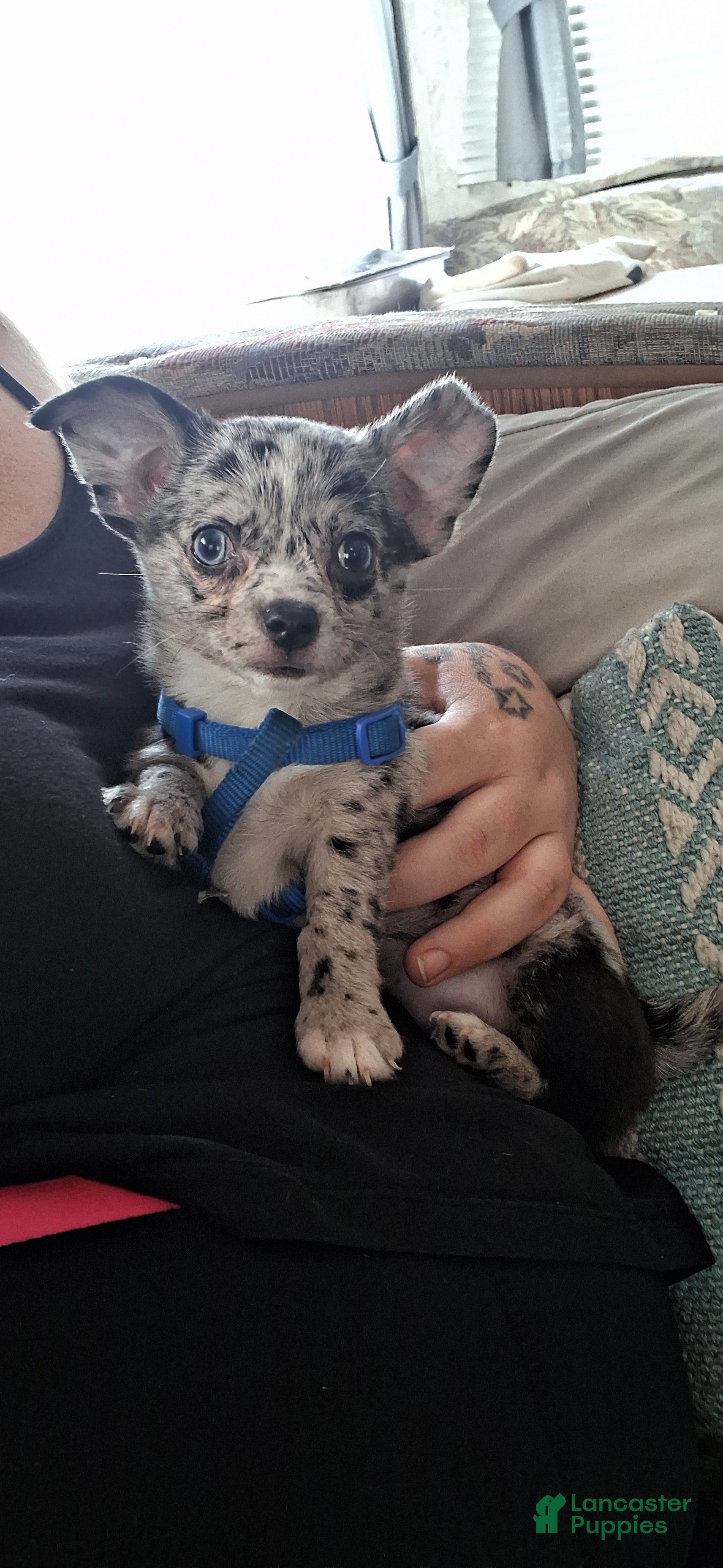 Chihuahua dogs Junior - Ad 2