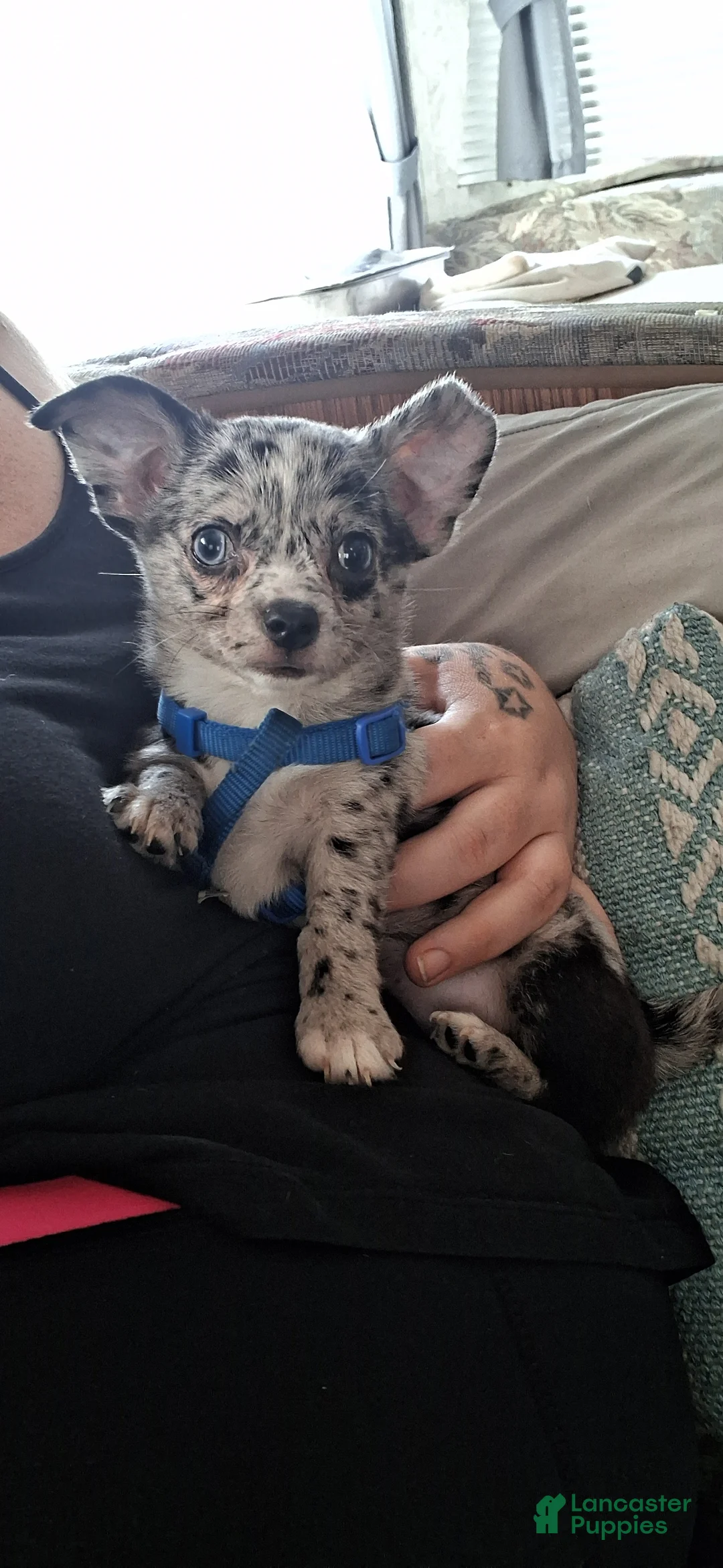 Chihuahua dogs for sale: Junior - Ad 2