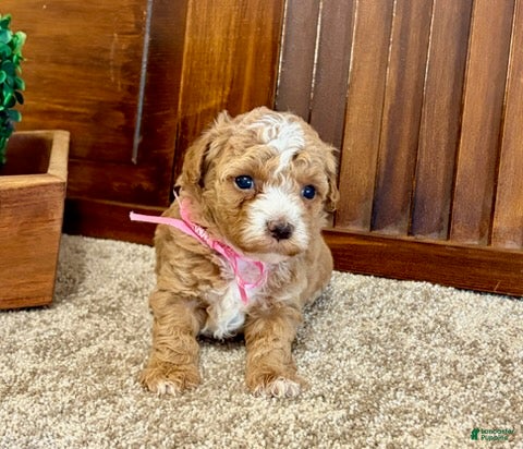 Toy Poodle dogs Ruby - Ad 2