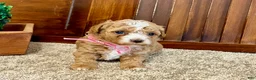 Toy Poodle dogs for sale: Ruby - Ad 2