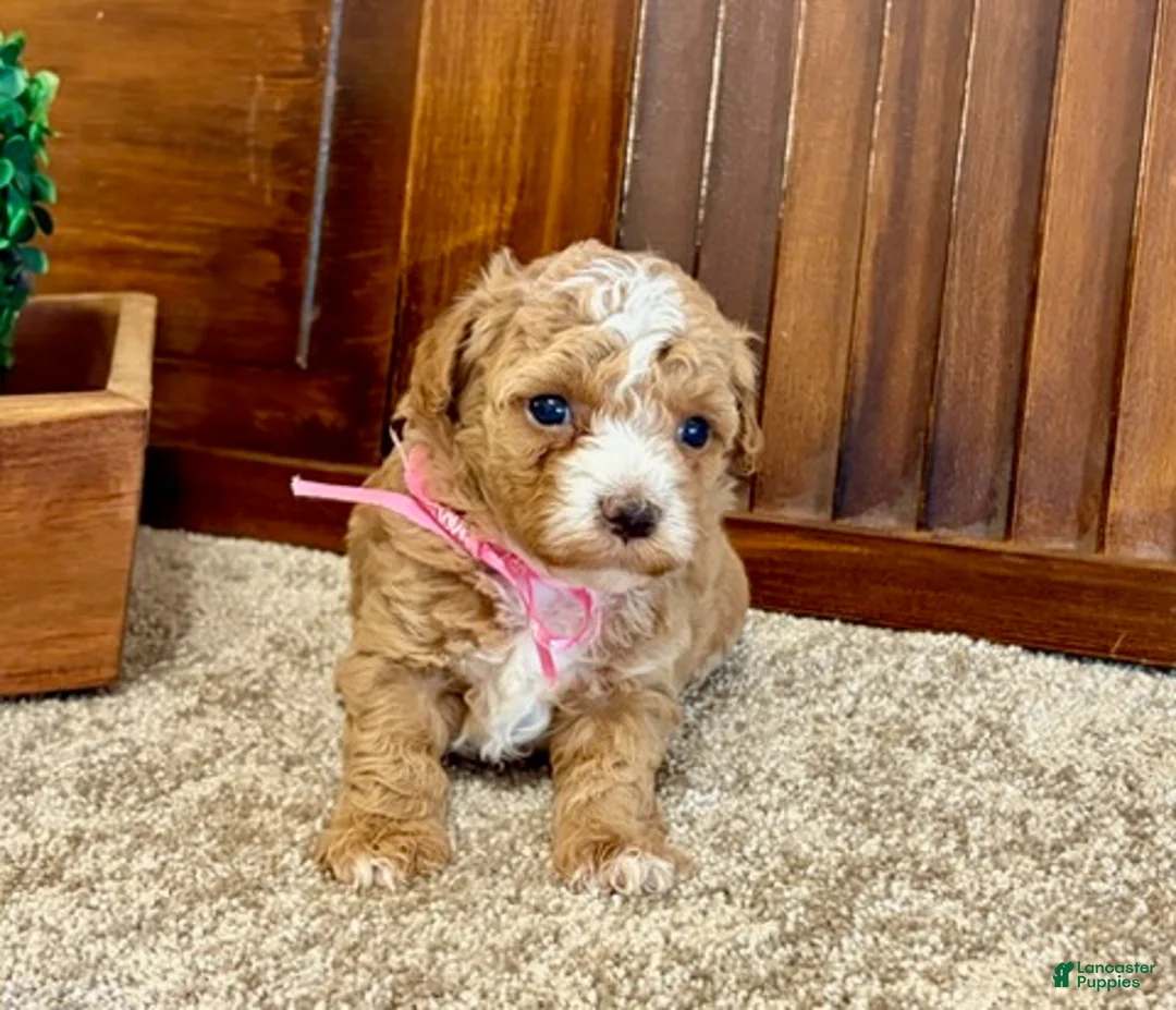 Toy Poodle dogs for sale: Ruby - Ad 2