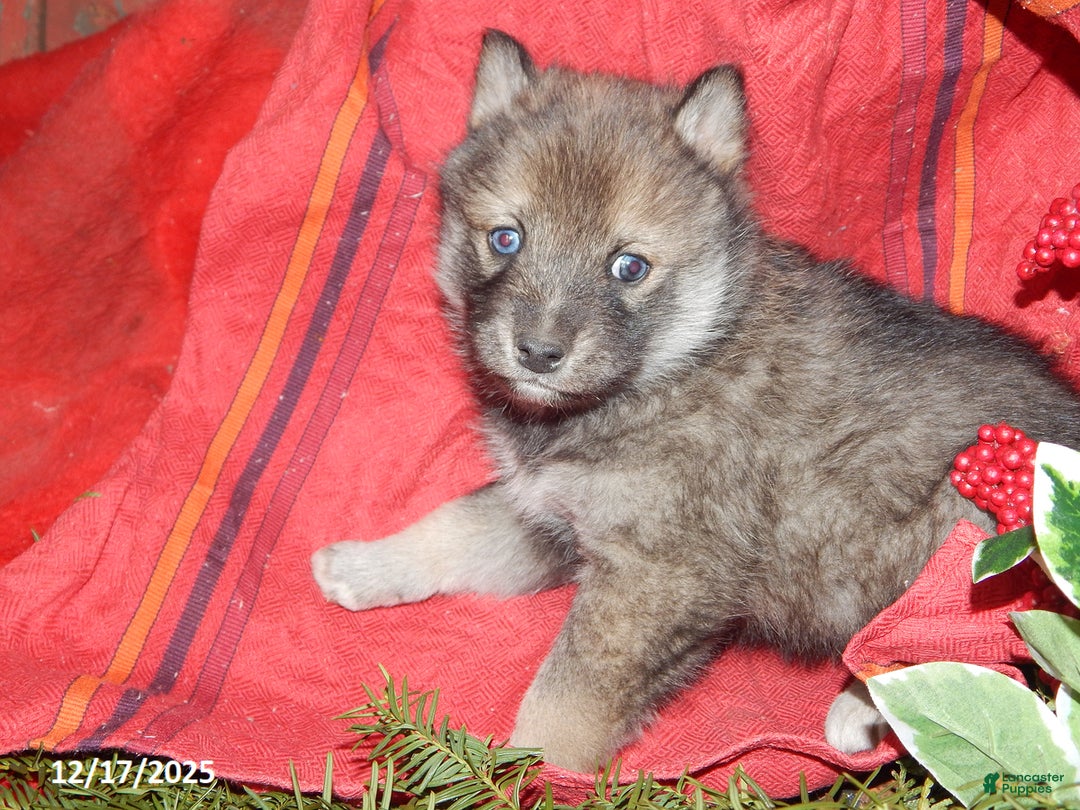 Pomsky dogs for sale: Charlie - Ad 3