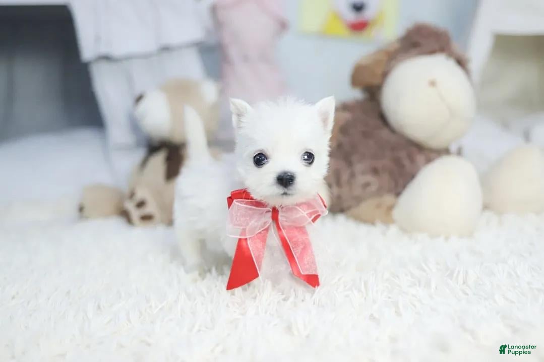 West Highland White Terrier (West Highland White Terrier, Male) in Brooklyn, NY