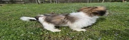 Shorkie dogs for sale: Bronco - Ad 7