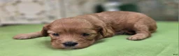 Cavapoo dogs for sale: Indigo - Ad 12