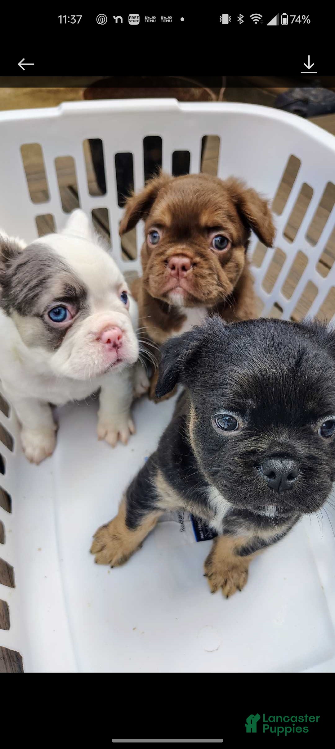 Long Hair Fluffy French Bulldog Puppies For Sale Long Hair French