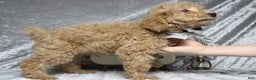 Toy Poodle dogs for sale: Buckeye - Ad 6