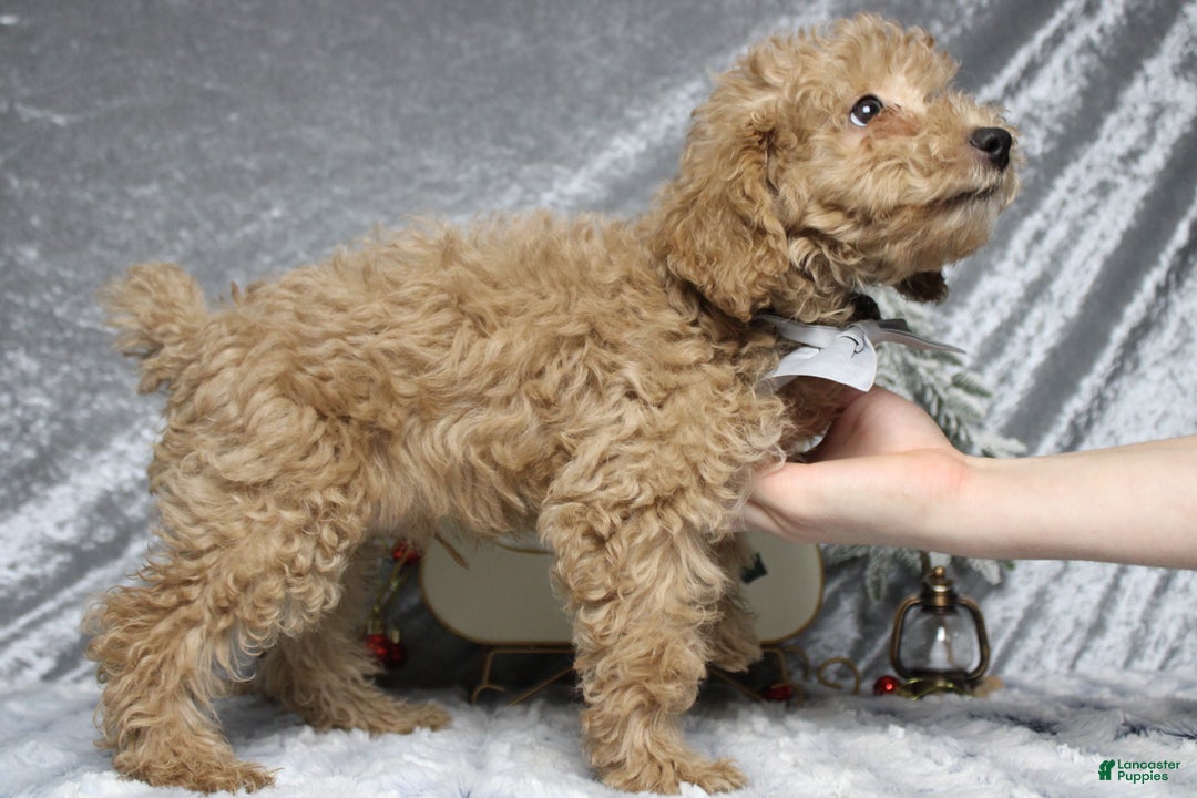 Toy Poodle dogs for sale: Buckeye - Ad 6