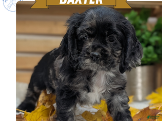 Cocker Spaniel dogs - Ad 15