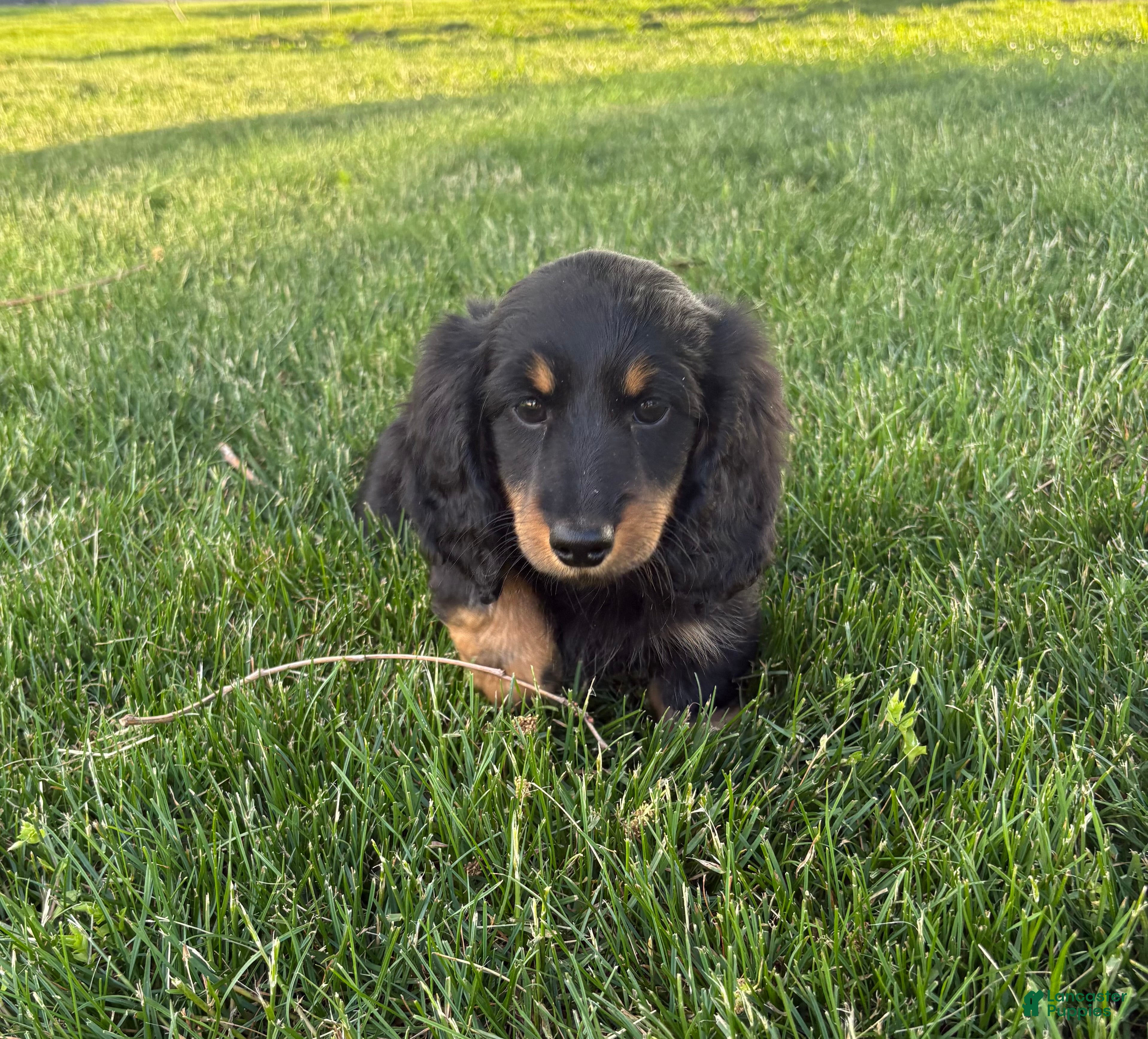 Dachshund dogs Luke, longhaired Dachshund  - Ad 1