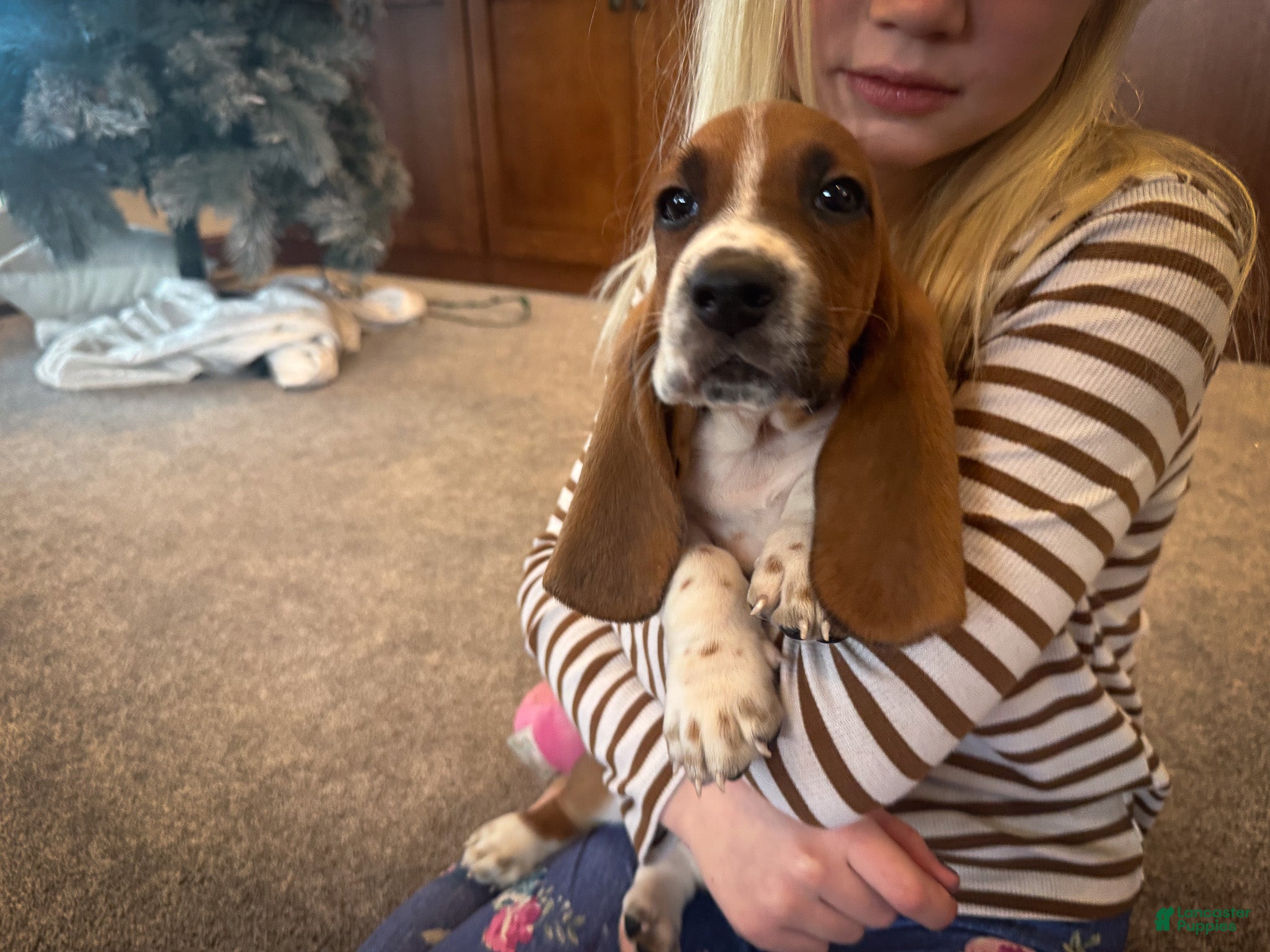 Basset Hound dogs Oscar - Ad 1