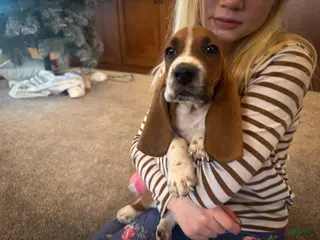 Basset Hound dogs Oscar - Ad 1