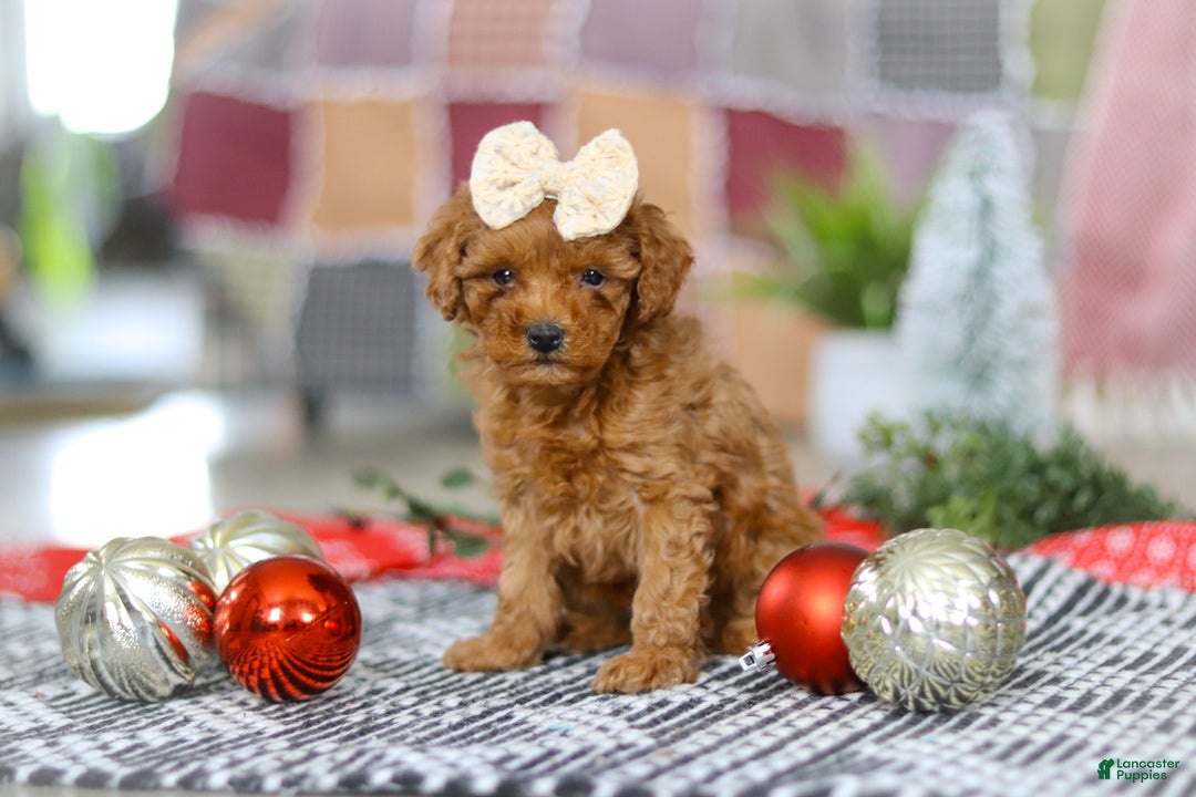 Miniature Poodle dogs for sale: Luna - Ad 3