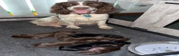 Mixed Breed dogs for sale: Blue Collar - Ad 8