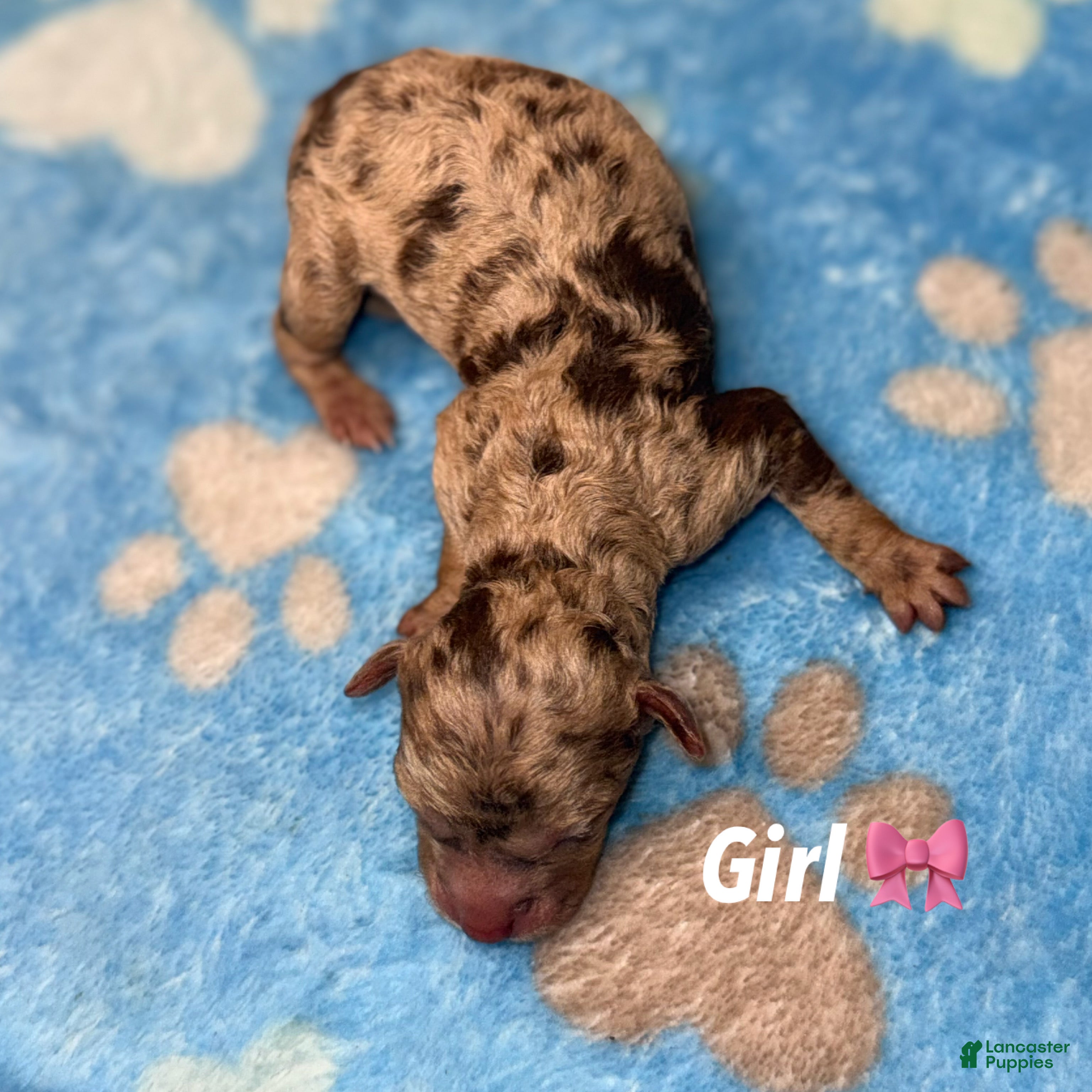 Miniature Poodle dogs Miniature Poodle Puppy 2 - Ad 3