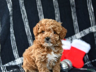 Miniature Poodle dogs Stocking - Ad 33