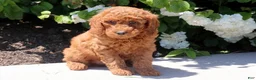 Mini Goldendoodle dogs for sale: Tank - Ad 2